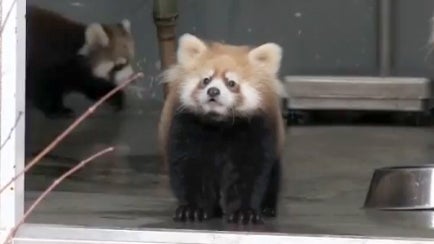 Red_Panda_Cub.jpg 