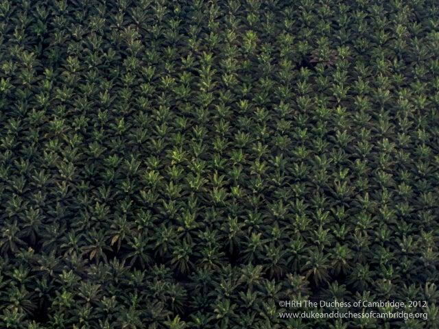 Kate-palm_oil_plantation.jpg 