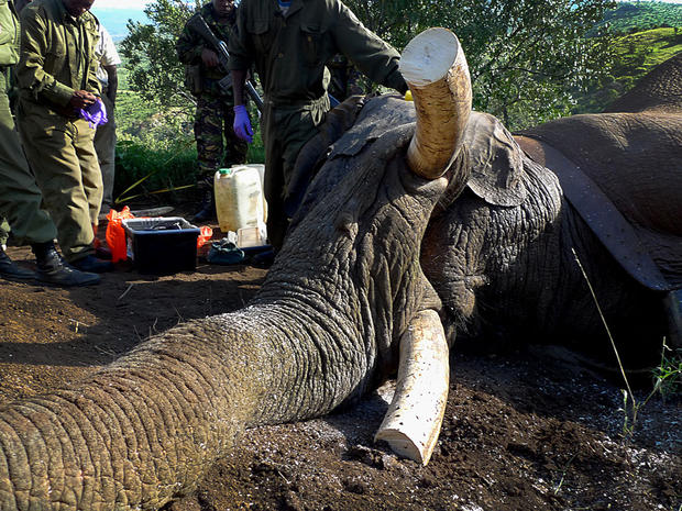Mountain Bull de-tusked. Veterinarians took off about a third of the noble elephant's tusks. 