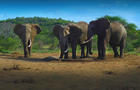 Three elephants at a watering hole at the ol Donyo Lodge. CBS was hosted there by Richard Bonham, a conservationist who supports The Big Life Foundation (biglife.org). 