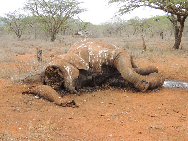 A recent victim of the poaching crisis in Africa. 