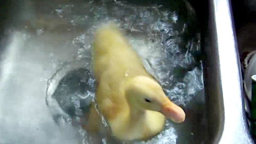 Baby_Duck_Sink.jpg 