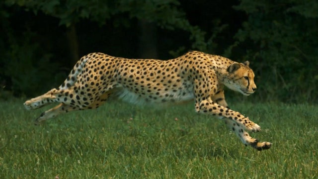 Cheetah_Slow_Motion.jpg 