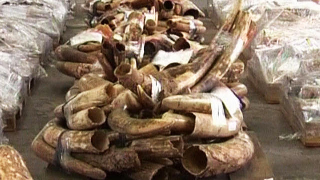 International gangs are making a fortune by slaughtering African elephants and selling their tusks. 