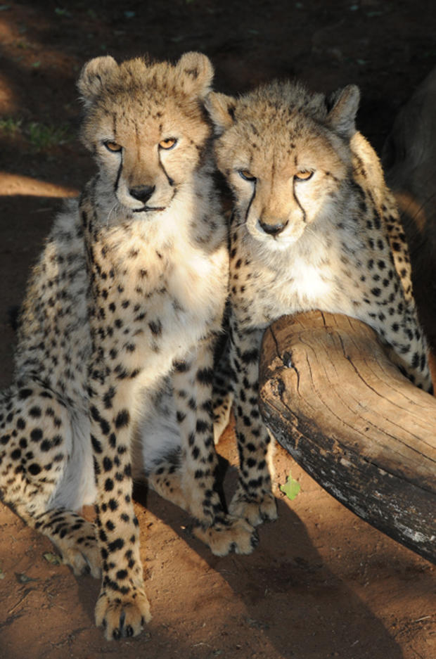 cheetah8.jpg 