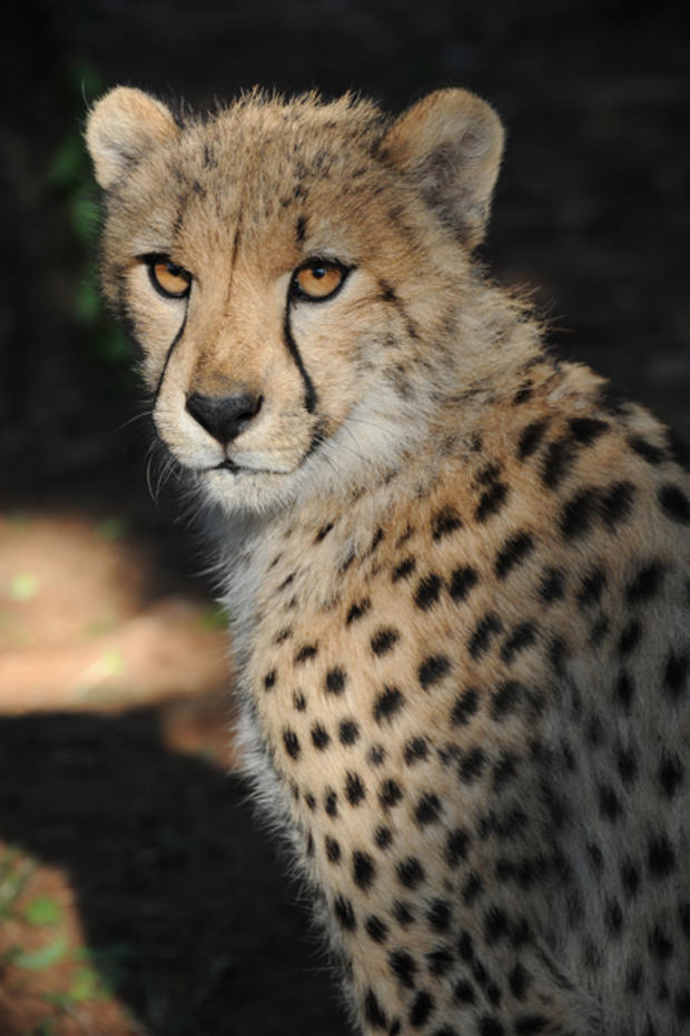 cheetah5.jpg 