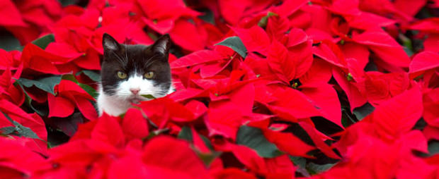 A cat sits sits amid of poinsettia plant 