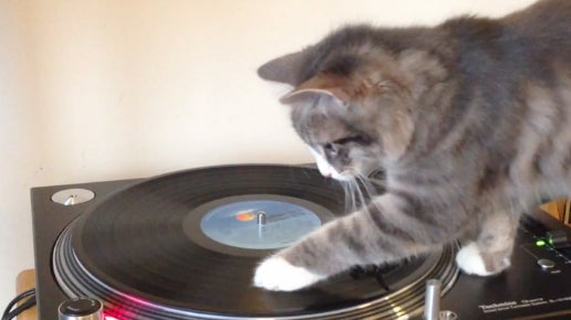 DJ_Cat_Scratch.jpg 
