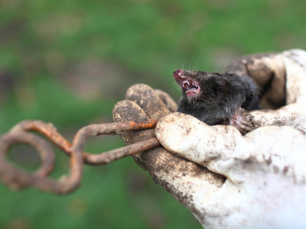A dead mole caught by a trap is seen in the park of the Chateau de Versailles 