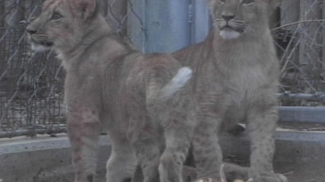 lion-cubs.jpg 