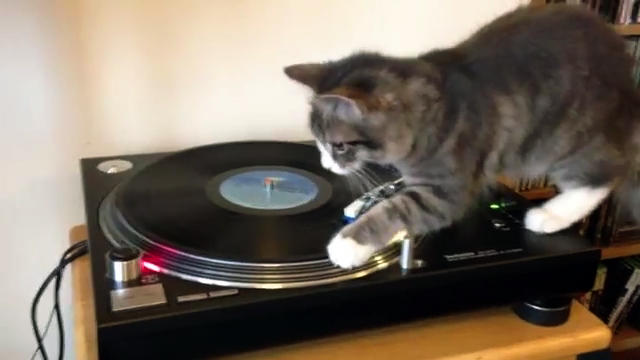 A feline "spin" on Bob Marley 