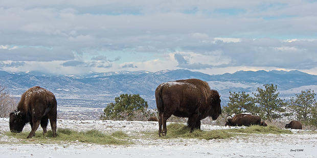 high-plains-buffalo.jpg 