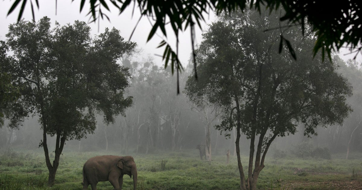 Simple Elephant Dung Coffee Facts 2023 AtOnce
