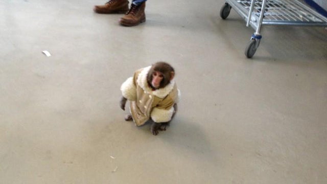 02-IkeaMonkey.jpg 