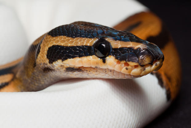 East Bay Vivarium Snake 