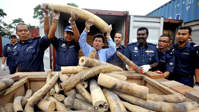 Malaysian customs officers pose as they display elephant tusks which were recently seized in Port Klang, outside Kuala Lumpur, Malaysia on December 11, 2012. 