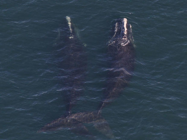 Right-Whales 