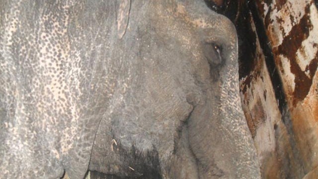 A Russian circus elephant is seen inside its trailer 