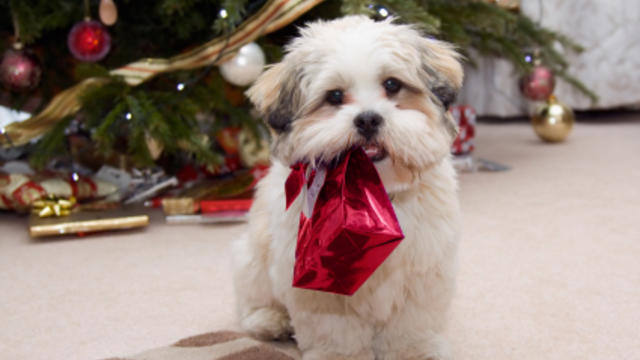 Should You Give A Pet As A Present? – Keep Doggie Safe