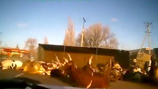 Dash_Cam_Cows_Car_Crash.jpg 