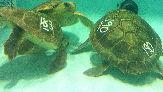 turtles2.jpg 