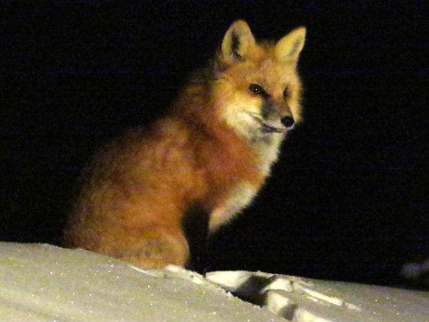 0094-red-fox-vixen-121912.jpg 