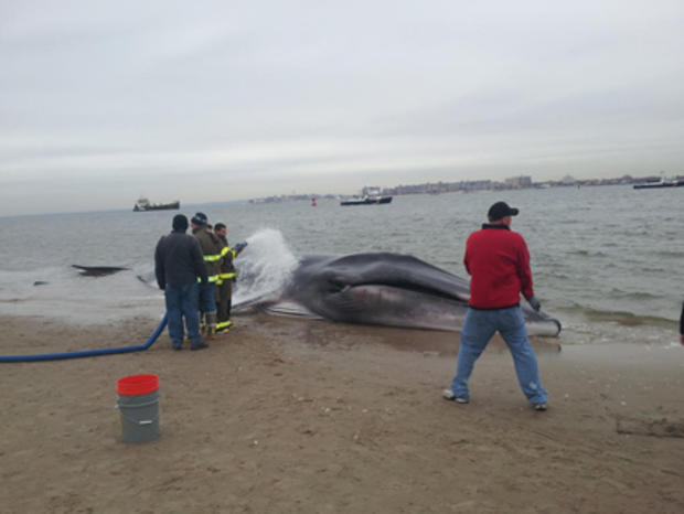 Beached humpback whale in Breezy Point 