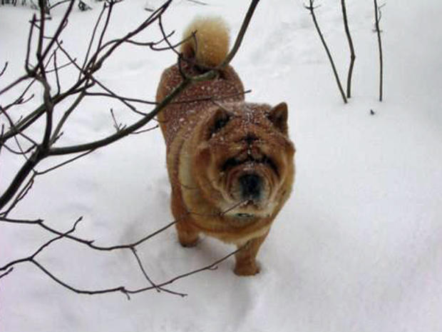 snowdog_snow.jpg 