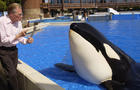 Larry King, who appears at left, interviews Shamu, a killer whale, at SeaWorld in San Diego 