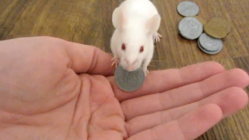 Smart_mouse_buys_treats.jpg 