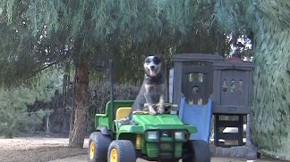 Australian_Cattle_Dog_Rogue_Driving.jpg 