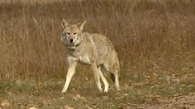 coyote.jpg 