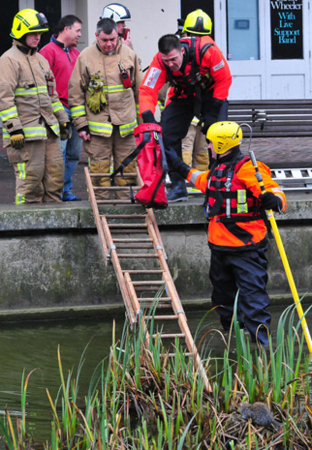 Members of the Hertfordshire Fire and Rescue service attempt to coax a young squirrel onto a ladder 