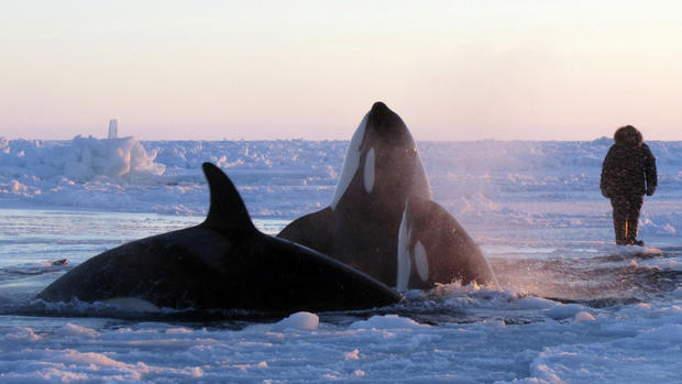 Killer whales trapped in Quebec ice 