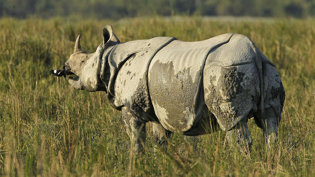 Illegal rhino horn trade 
