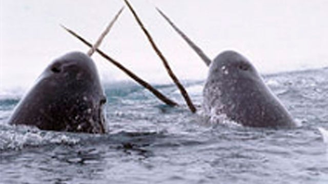 A pod of narwhals surface the water off the coast of northern Canada. 