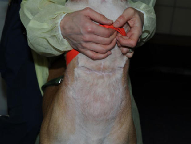 Tori, Injured Puppy Recovered By ASPCA 