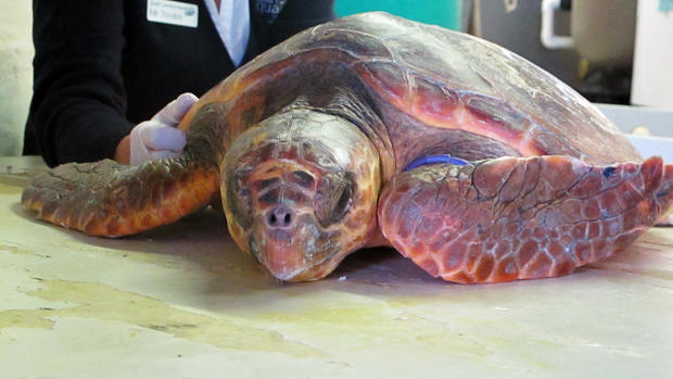 Rescuing sea turtles from cold waters 