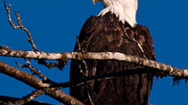 3bald-eagle---wikipedia.jpg 