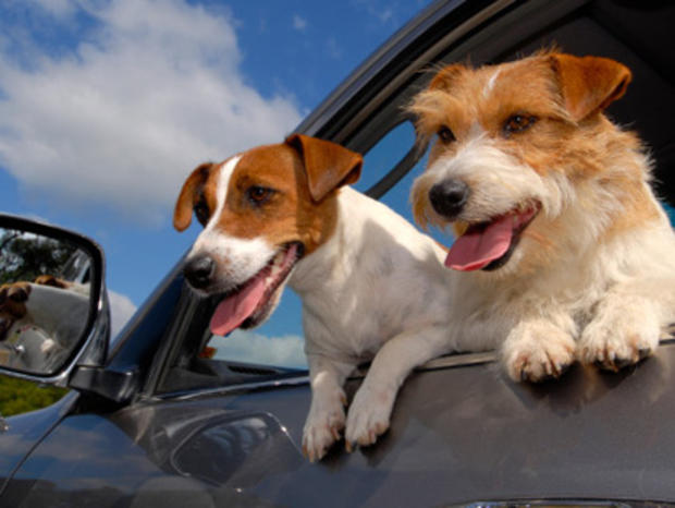 Dogs in Car 