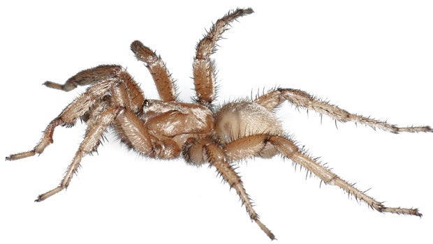 New spider species named for Angelina Jolie, Bono - CBS News