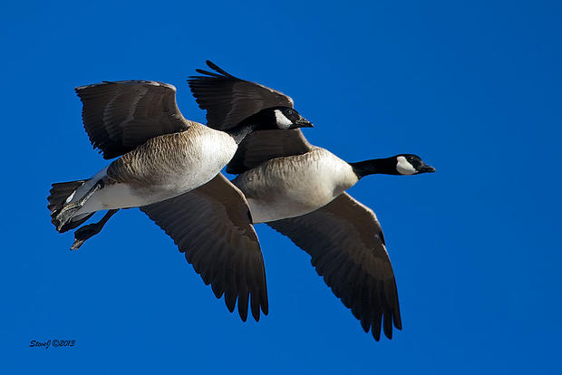 flying-geese.jpg 