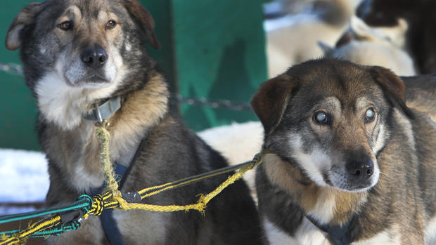 Blind sled dog aided by brother 