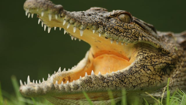 crocodile_94171311.jpg 