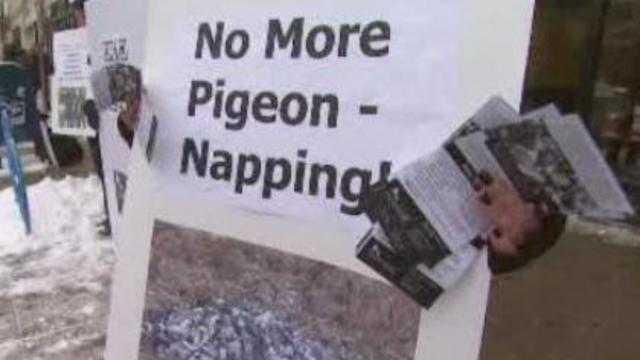 pigeon-protest-0125.jpg 