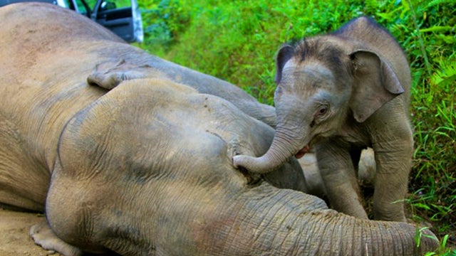 Photo released by Sabah Wildlife Department shows three-month-old elephant calf trying to awaken its dead mother at the Gunung Rara Forest Reserve in Sabah, Malaysia 