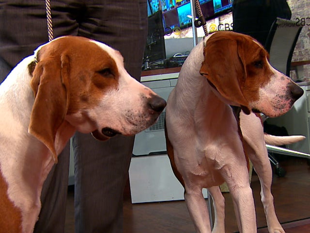 Treeing Walker Coonhound 