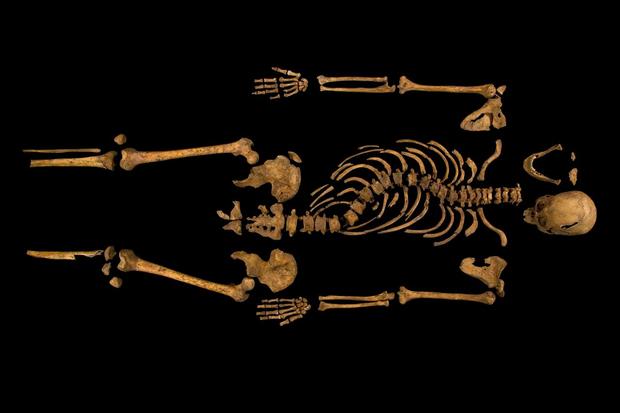 Skeletal remains of King Richard III 