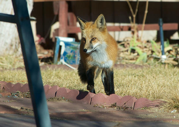 urban-fox-i1.jpg 