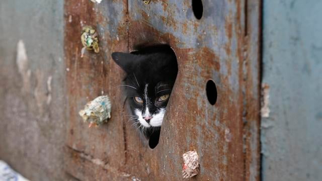Stray cat trapped in wall of Belarus basement. 